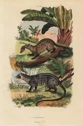 Cibetka zlatá palmová, Paradoxurus zeylonensis 1 a cibetka asijská, Paradoxurus hermaphroditus 2