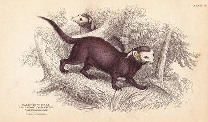Zubr velký, Gallictis vittata. Ručně kolorovaná ocelorytina od Lizarse podle ilustrace Charlese Hamiltona Smithe z Naturalist