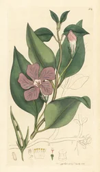 Vinca major (grande periwinkle) Ručně kolorovaná mědirytina podle kresby Jamese Sowerbyho pro knihu James Smith
