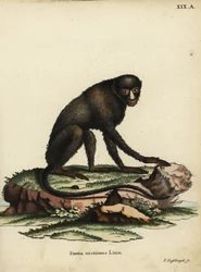 Opice skvrnitá velká nebo opice tuponosá. Cercopithecus nictitans. Simia Nictitans Linn. Ručně kolorovaná mědirytina Johanna Nussbiegela z knihy Johanna Christiana Daniela Schrebera Zvířecí ilustrace podle přírody aneb Schreberova fantastická anima.