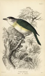 Bekard zelený, Pachyramphus viridis (Pachyrhynchus cuvierii). Ručně kolorovaná ocelorytina Williama Lizarse podle ilustrace Williama Swainsona z Naturalist