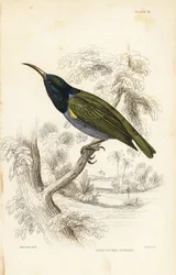 Slunéčko zelenohlavé (Dolní Guinea), Cyanomitra verticalis cyanocephala (slunéčko olivové, Cinnyris chloronotus). Ručně kolorovaná ocelorytina Williama Lizarse podle Williama Swainsona z Naturalist