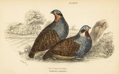 Koroptev šedá, Perdix perdix. 1889 (rytina)