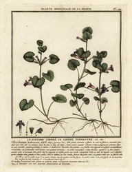 Břečťan zemní, Glechoma hederacea.