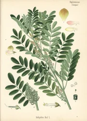 Indigo guatemalské neboli indigo drobnolisté, Indigofera suffruticosa (Indigofera anil). Chromolitografie podle botanické ilustrace z knihy Hermanna Adolpha Koehlera Léčivé rostliny, kterou vydal Gustav Pabst, Koehler, Německo.