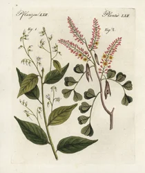 Gumovník benjamínový, Styrax benzoin 1, a dřevo kmenové, Haematoxylon campechianum 2. Ručně kolorovaná mědirytina z Bertuchova "Bilderbuch fur Kinder" (Obrázková kniha pro děti), Výmar
