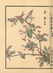 Gumi, natsugumi nebo třešeň stříbrná, Elaeagnus multiflora. Oblíbená jako okrasná rostlina nebo bonsaj. Ručně kolorovaný dřevoryt Kono Baireiho z knihy Kusa Bana Hyakushu (Sto druhů květin), Tokio, Yamada.