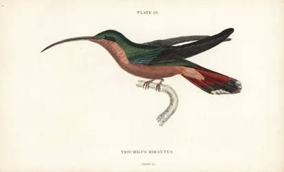 Kolibřík chluponohý, Glaucis hirsutus (Rufosův poustevník, Trochilus hirsutus). Ručně kolorovaná ocelorytina Williama Lizarse z Přírodovědné knihovny sira Williama Jardina: Lizars: Ornithology: Hummingbirds Volume 2, Edinburgh, W.H. Lizars