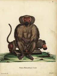 Pavián hamadryas, Papio hamadryas. Simia hamadryas Linn. Tyroffova ručně kolorovaná mědirytina podle ilustrace George Edwardse z knihy Johanna Christiana Daniela Schrebera Zvířecí ilustrace podle přírody aneb Schreberova fantastická zvířata, Erlang.