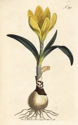 Harvester - Podzimní narcis, Sternbergia lutea (Yellow amaryllis, Amaryllis lutea) - ručně kolorovaná mědirytina z William Curtis