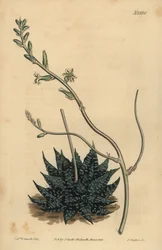 Haworthia minor nebo Least pearl aloe, Aloe margaritifera minima