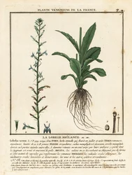 Lobelie vřesová, Lobelia urens.