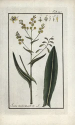 Bylina svatého Filipa (Isatis tinctoria sativa). Litografie z knihy "Afbeelding der Artseny-Gewassen" od Johannese Zorna (1739-1799), Nizozemsko.