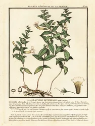 Bylina milosti, Gratiola officinalis.