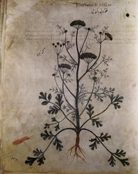 Bylinný koriandr (koriandr)