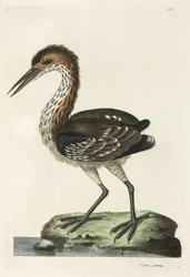 Volavka