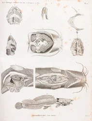 Heterobranches, anatomické detaily