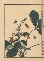 Ichigo neboli jahoda, Fragaria ananassa. Ručně kolorovaný dřevoryt Kono Bairei z knihy Kusa Bana Hyakushu (Sto druhů květin), Tokio, Yamada.