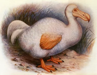 Ilustrace/Didus solitarius/Bílý Dodo z Reunionu/Samota