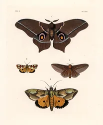 Imbrasia epimethea (Saturnia epimethea) 1, růžově pruhovaná můra dubová, Anisota virginiensis (Dryocampa virginiensis) 2, Crameria aegocera (Aegocera amabilis) 3 a Eudocima materna (Triphaena materna) 4. Ručně kolorovaná litografie z nové knihy Johna O. We
