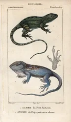Gekon žako, agame portjacksonská, Amphibolurus muricatus, a gekon kapský, anolis kapský, Lygodactylus capensis. Ručně kolorovaná mědirytina z Jussieuova "Slovníku přírodních věd" z let 1816-1830. Svazky o rybách a plazech