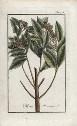 Jamajský pepř nebo pepř čtyř koření nebo pepř giroflee (Pimenta dioica). Litografie z knihy "Afbeelding der Artseny-Gewassen" od Johannese Zorna (1739-1799), Nizozemsko.