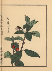 Ardisia japonská neboli Chirimen marlberry, Ardisia japonica. Ručně kolorovaný dřevoryt Kono Bairei z knihy Kusa Bana Hyakushu (Sto druhů květin), Tokio, Yamada.