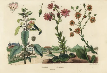 Rostlina Josephine, Josephinia císařovna 1 a rozchodníky, Crassula species 2,3