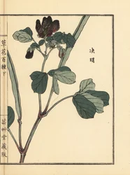 Ketsumei, čínská senna nebo srpice, Senna obtusifolia. Ručně kolorovaný dřevoryt Kono Bairei z knihy Kusa Bana Hyakushu (Sto druhů květin), Tokio, Yamada.