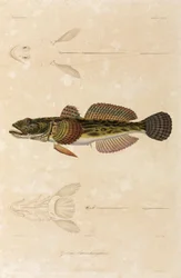 Hlaváč knout, Černé moře