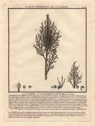 La Sabine, Savinier Juniperus fabina. Žilnatina, popis samčí (uprostřed) a samičí (vlevo) větve s detaily plodů v různých stadiích zralosti. Eau forte en couleurs 18. století, in Herbier de la France (1780-1793), kresba, engr.