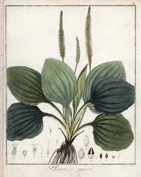 Plantain velký neboli Plantain Major (neboli Plantain ptačí) - litografie F. Guimpela, výtah z lékařské botaniky Friedricha Gottloba Haynese (1763-1832), Berlín