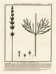 Levandule, Lavandula angustifolia.