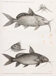 Le Pimelode Guemel a Le Pimelode Scheilan