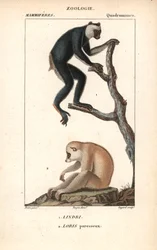Lemurien indri indri et loris lazy - Litografie, ilustrace Jean Gabriel Pretre (1780-1885), upravil Pierre Jean Francois Turpin (1775-1840), převzato ze "slovníku přírodních věd" Frederica Cuviera, Paříž, Francie.