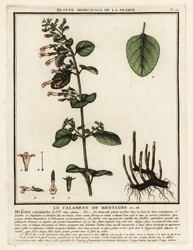 Kalamit menší, Clinopodium nepeta.