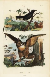 Drongo maloocasý, Dicrurus remifer a výr říční, Bubo bubo