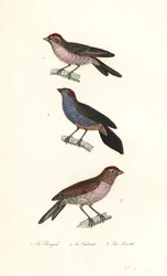 Červenka menší, cordonbleu červenolící a linnet obecný.