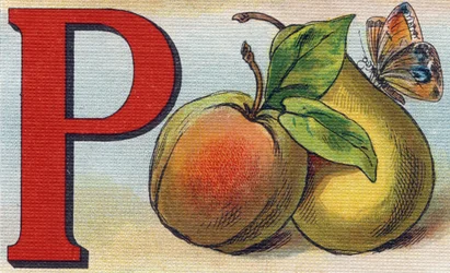 Písmeno P jako broskev, hruška a motýl. Rytina "Alphabet de ma petite fille". Bernardin-Bechet a Fils, knihkupci-nakladatelé, Paříž, kolem roku 1895. Nerozbitné album na plátně. Bibliotheque des Bebes. 12 stran. Album obsahující metodu čtení a