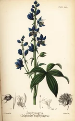 Lie-bane nebo stavesacre, Delphinium staphisagria (Delphinium staphysagria). Ručně kolorovaná litografie Charlotte Caroline Sowerbyové z knihy Edwarda Hamiltona Flora Homeopathica, Bailliere, Londýn.
