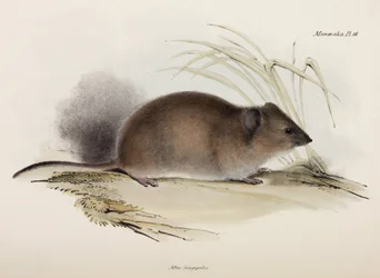 Dlouhosrstá nebo morová krysa, Austrálie, c 1832-1836