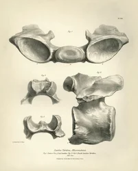 Bederní obratel prehistorického zvířete Macrauchenia, kterého nalezl Charles Darwin během své výzkumné cesty na palubě lodi Beagle. Zoologie plavby H.M.S. Beagle pod velením kapitána Fitzroye v letech 1832 až 1836 vydaná a zachovaná