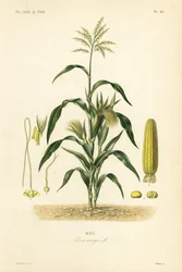 Kukuřice nebo kukuřice, Zea mays, Mais