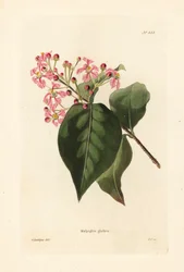Malpighia glabra. Ručně kolorovaná mědirytina od George Cookea podle ilustrace George Loddigese z botanického kabinetu Conrada Loddigese, Hackney, Londýn.