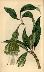 Markea viridiflora (Solandra viridiflora). Ručně kolorovaná mědirytina z Botanical Magazine Samuela Curtise, Londýn