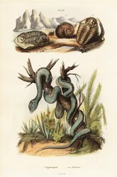 Martinican pit zmije a vyhynulí trilobiti.