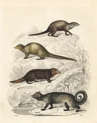 Surikata, Suricata suricatta 1, mangusta indická, Herpestes edwardsii 2, kusimansa obecná, Crossarchus obscurus 3, a cibetka asijská, Paradoxurus hermaphroditus 4. Ručně kolorovaná litografie z Knihy světa Carla Hoffmanna, Stuttgart.