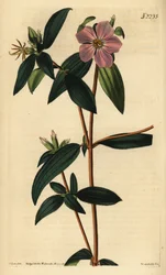 Melastoma osbeckioides. Weddellova ručně kolorovaná mědirytina podle ilustrace Johna Curtise z časopisu Samuel Curtis