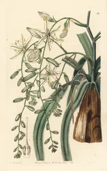 Mexická mydlice lékařská - mydlice vlnatolistá, Chlorogalum pomeridianum var. divaricatum (hvězdice betlémská, Ornithogalum divaricatum). Ručně kolorovaná mědirytina od George Barclaye podle ilustrace slečny Sarah Drakeové z Edwardsovy knihy Bot