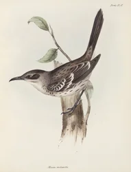Mockingbird, Galapágy, c 1832-1836